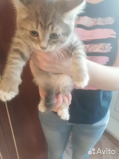 Котята черные, полосатые и скребристые