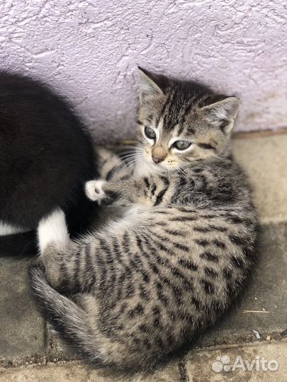 Кошка в дар