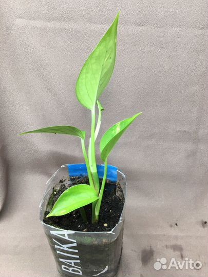 Вьющееся комнатное растение Сциндапсус