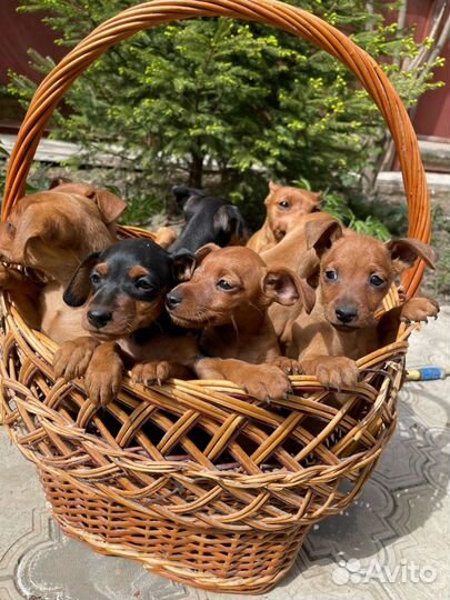 Щенки цвергпинчера