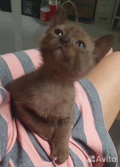 Бурманские котята