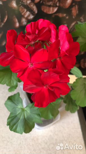 Пеларгония герань сортовая