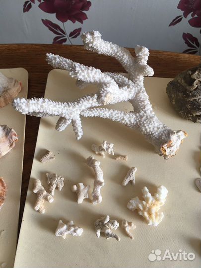 Морские ракушки раковины кораллы звезда минералы