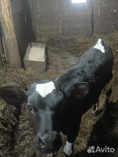 Тёлочки Бычки