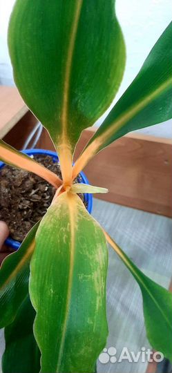 Хролофитум