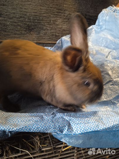 Кролики декоратианые