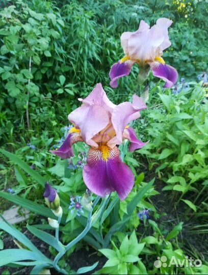 Ирисы сортовые многолетние крупные и помельче