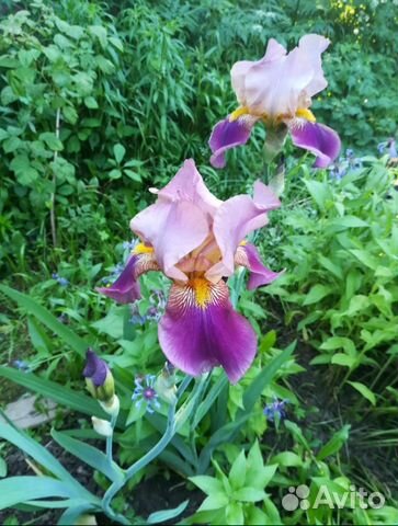 Ирисы сортовые многолетние крупные и помельче