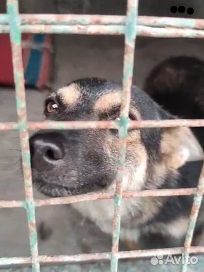 Девочка кроткая, нежная