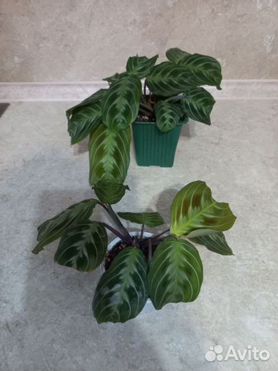 Маранты, строманта