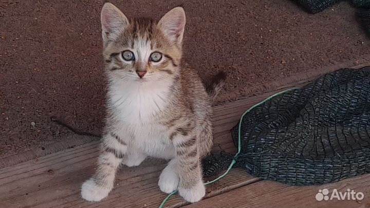 Отдам хорошенького котенка в добрые руки