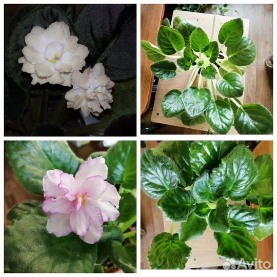 Фиалки сортовые