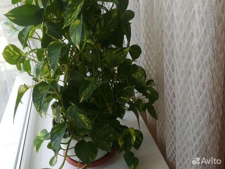 Комнатный цветок сцендапсус/отростки укорененные