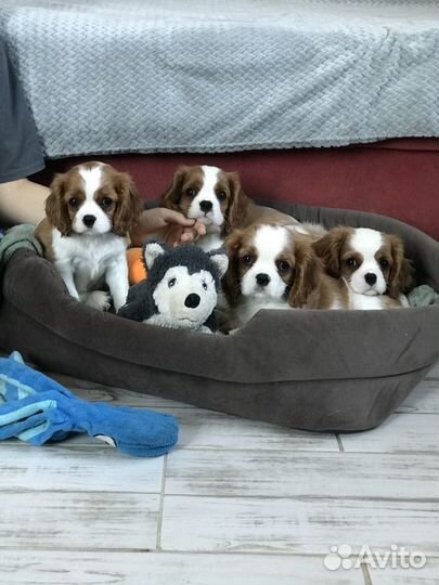 Кавалер кинг чарльз спаниель