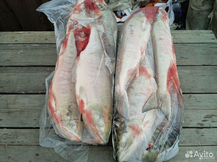 Продам кету свежемороженую