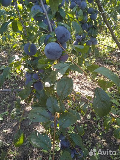 Слива анжелина