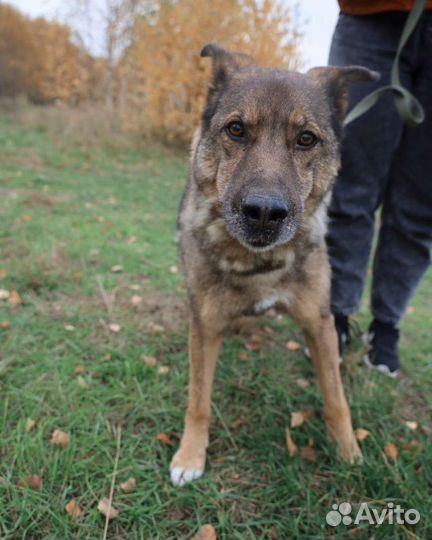 Собака хорошая