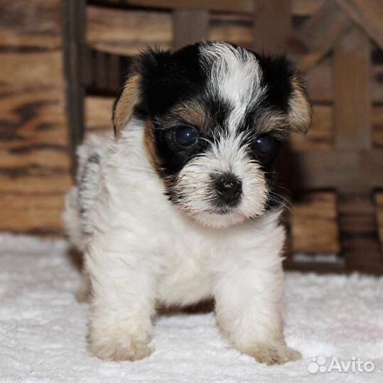 Бивер чистокровные щеночки