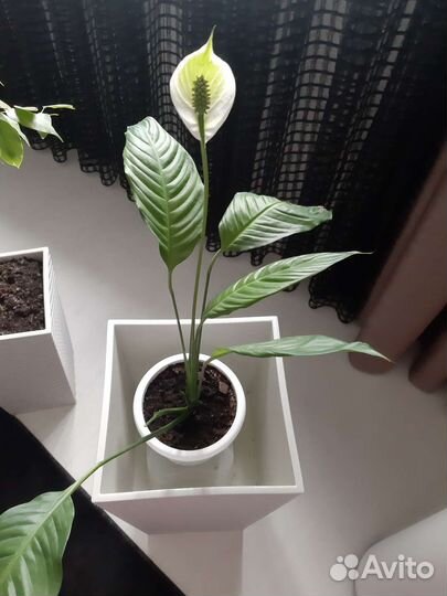 Спатифиллум