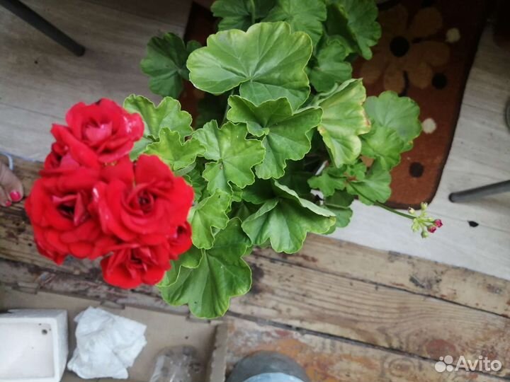 Пеларгония