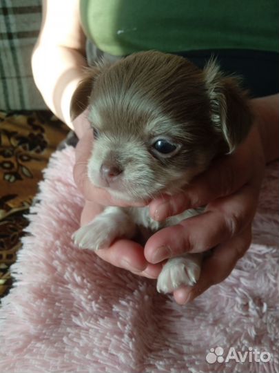 Щенки чихуахуа