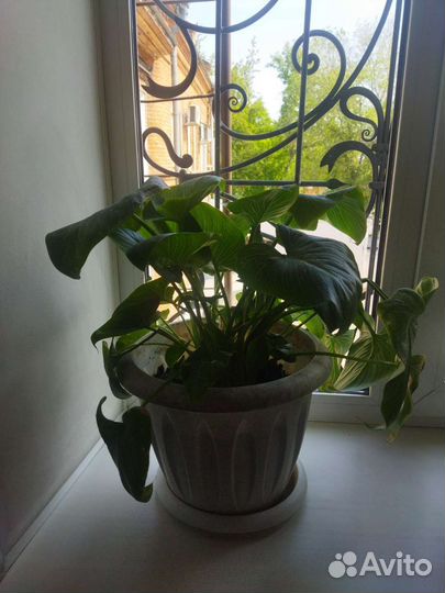 Калла белая