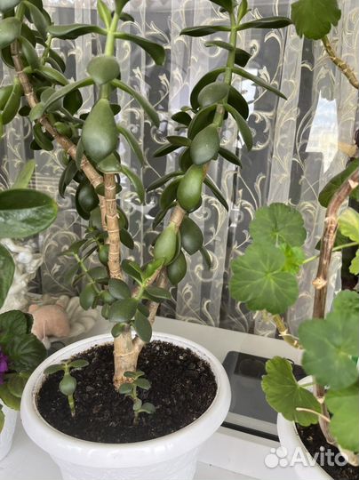 Комнатные цветы, отростки