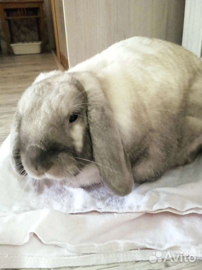 Квартирная передержка животных (кошек, грызунов)