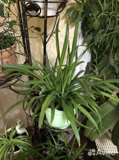 Хлорофитум