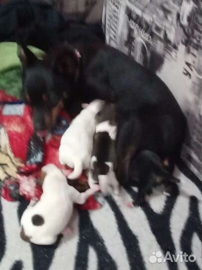 Маленькая собака