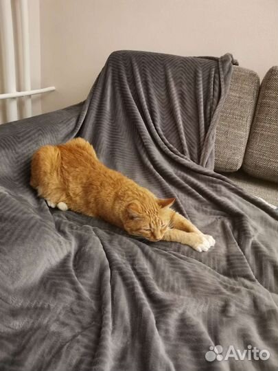 Хозяйка умерла. Наследники выкидывают кота