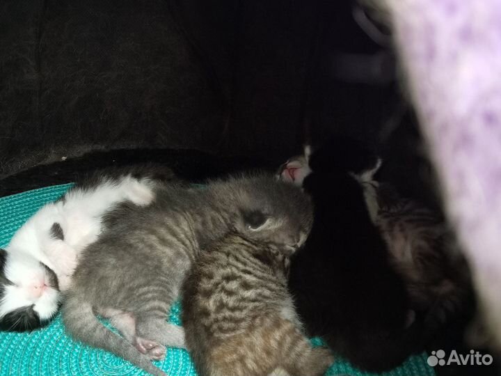 Котята в добрые руки