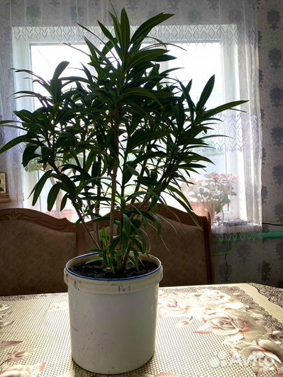 Олеандр розовый