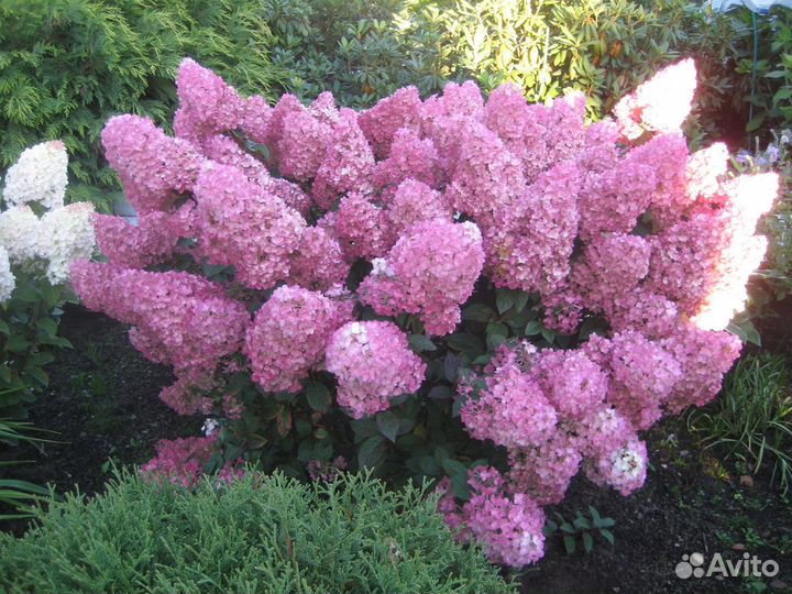 Гортензия метельчатая