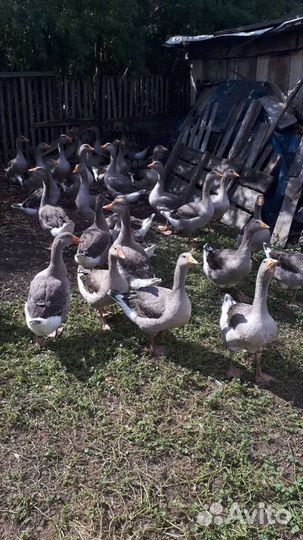 Гусиный жир