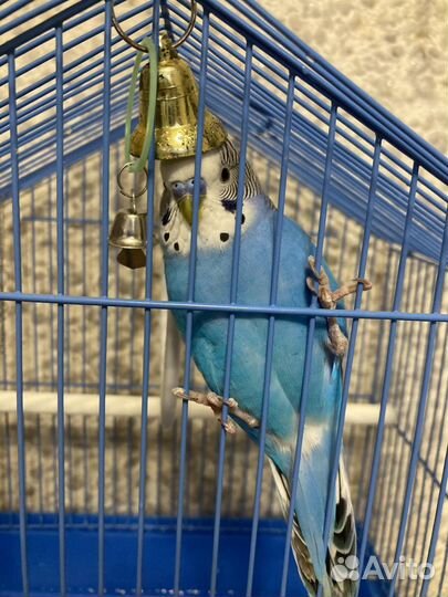 Волнистый попугай с клеткой