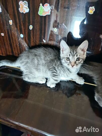 Котята мейн-кун метис