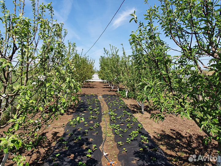 Продается пруд