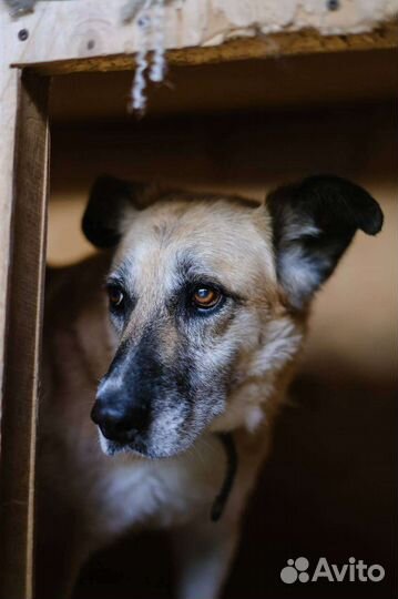 Собака Таша ищет семью