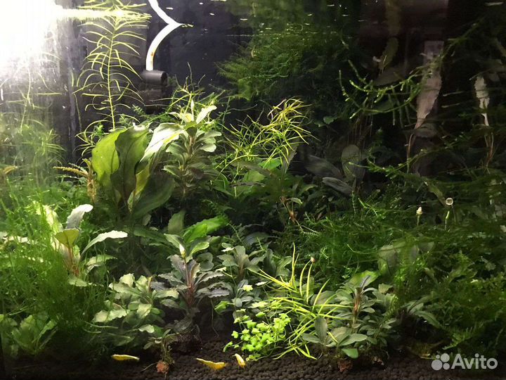 Буцефаландры