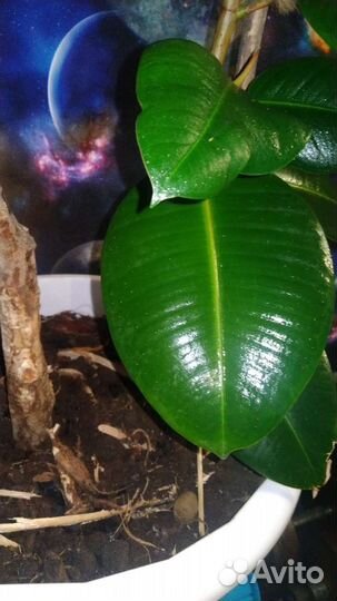 Фикус каучуконосный