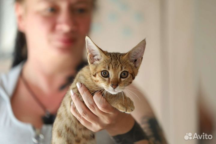 Мини Рысь. Чаузи f2