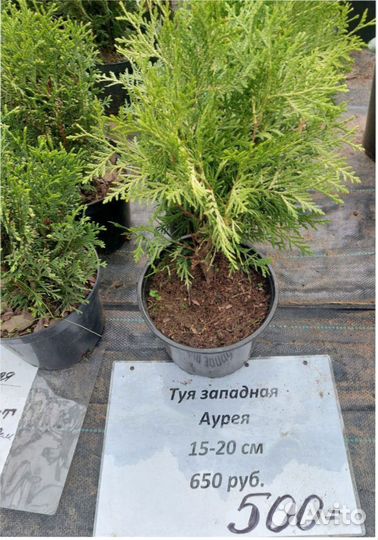 Можжевельник