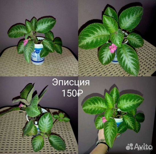 Комнатные растения