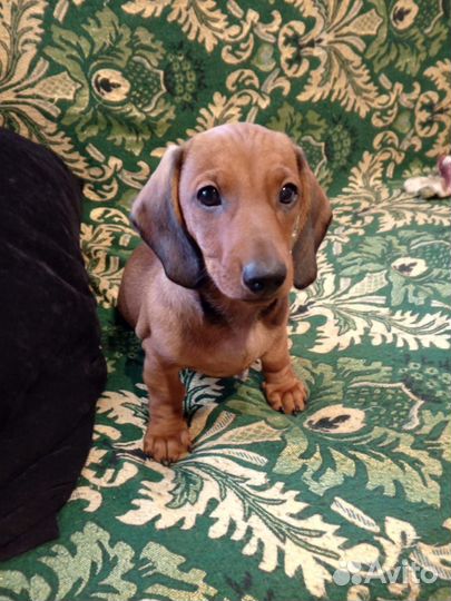 Щенки таксы стандартные