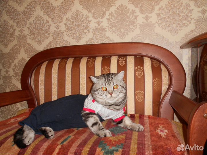 Очень красивый мальчик для вязки, тигровой окраски
