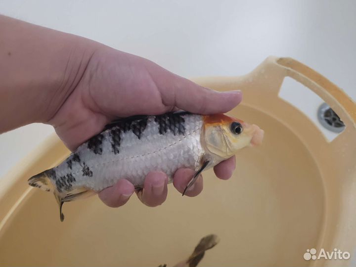 Мальки карпа кои