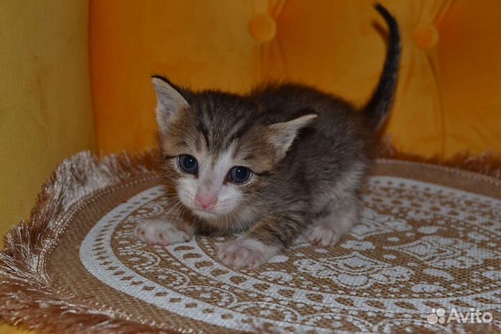 Котёнок мальчик в заботливые руки