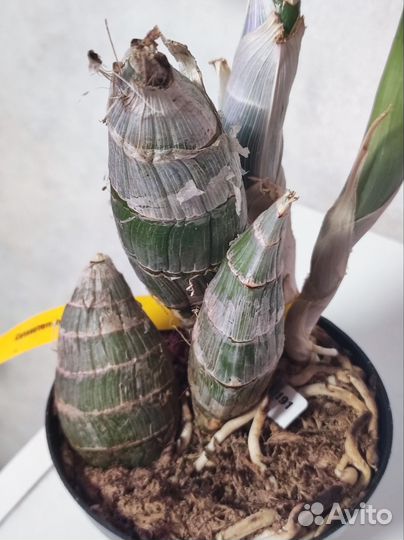 Орхидея 57FDK after dark bakers Black hole