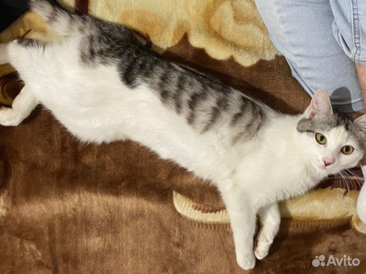 Кошки в добрые руки